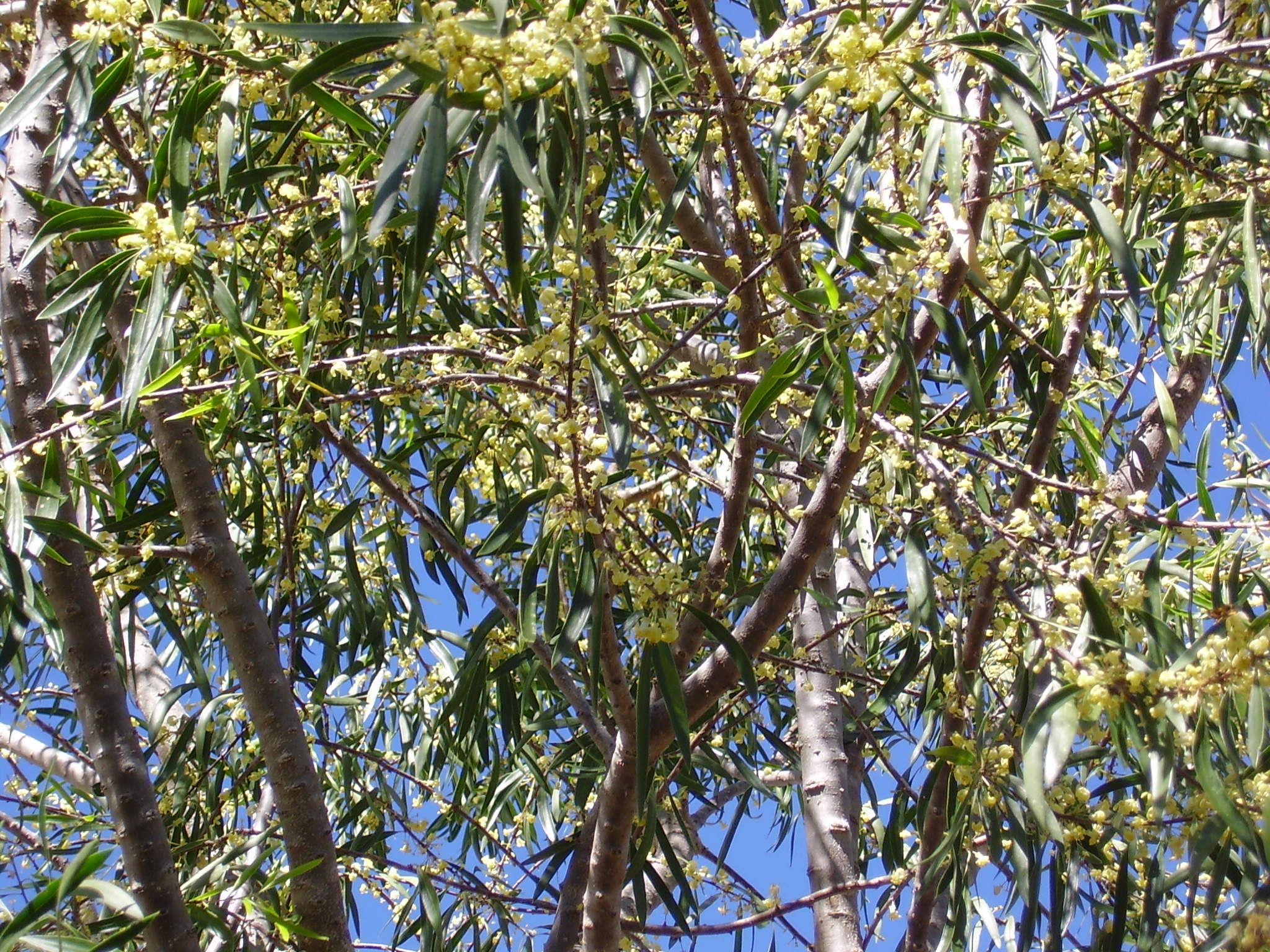 50g Gumbi Gumbi Leaves This N That Alfred Downs